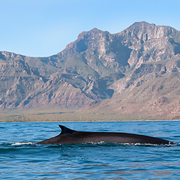 Observar ballenas – LORETO, AVENTURA Y ECOTURISMO